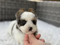 Clover, a male Yorkshire Terrier for sale in Hardin, TX – Photo 5 of 10