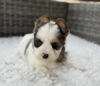 Clover, a male Yorkshire Terrier for sale in Hardin, TX – Photo 8 of 10