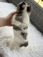 Clover, a male Yorkshire Terrier for sale in Hardin, TX – Photo 10 of 10