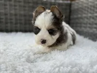 Clover, a male Yorkshire Terrier for sale in Hardin, TX – Photo 3 of 10