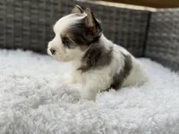 Clover, a male Yorkshire Terrier for sale in Hardin, TX – Photo 4 of 10