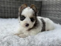 Clover, a male Yorkshire Terrier for sale in Hardin, TX – Photo 6 of 10