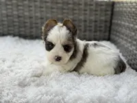 Clover, a male Yorkshire Terrier for sale in Hardin, TX – Photo 9 of 10