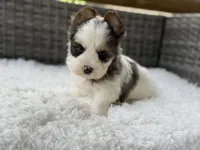 Clover, a male Yorkshire Terrier for sale in Hardin, TX – Photo 2 of 10