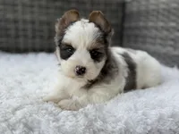 Clover, a male Yorkshire Terrier for sale in Hardin, TX – Photo 1 of 10