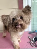 Stella , a female Yorkshire Terrier for sale in Hardin, TX – 3 of 8