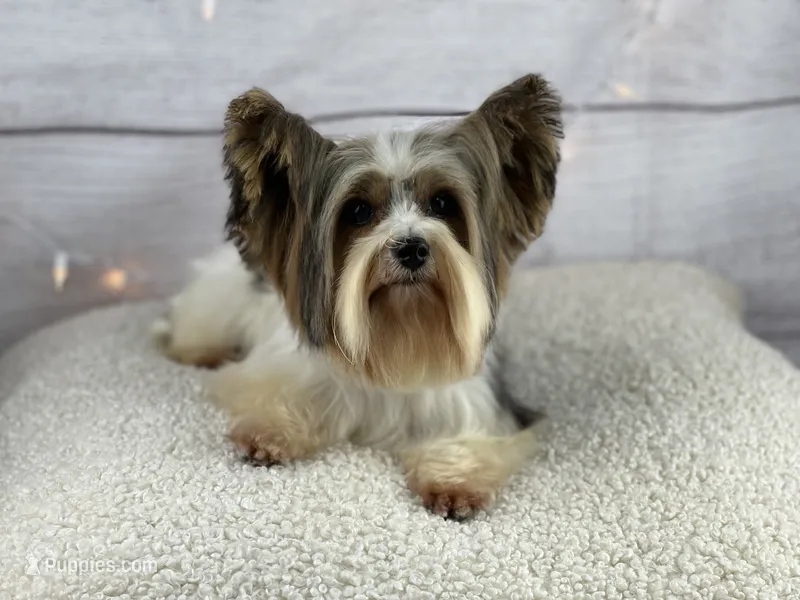 Cami – Yorkshire Terrier puppy for sale in Hardin, TX