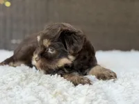 Maverick, a male Yorkshire Terrier for sale in Hardin, TX – 3 of 9