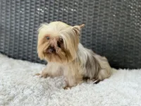 Hercules (teacup), a male Yorkshire Terrier for sale in Hardin, TX – 3 of 6