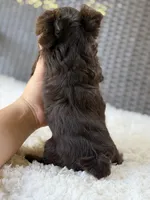 Kipp, a male Yorkshire Terrier for sale in Hardin, TX – 7 of 8