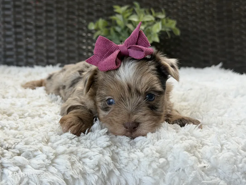 Callie  – Yorkshire Terrier puppy for sale in Hardin, TX