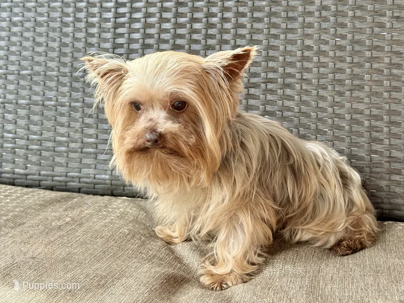 Hercules (teacup) – Yorkshire Terrier puppy for sale in Hardin, TX