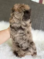 Jasmine (blue/green eyes), a female Yorkshire Terrier for sale in Hardin, TX – 7 of 10
