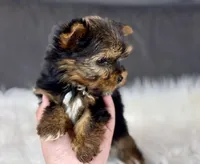 Minnie , a female Yorkshire Terrier for sale in Hardin, TX – Photo 3 of 9