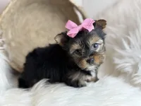 Mini (Teacup) , a female Yorkshire Terrier for sale in Hardin, TX – Photo 5 of 9