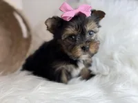 Mini (Teacup) , a female Yorkshire Terrier for sale in Hardin, TX – Photo 4 of 9