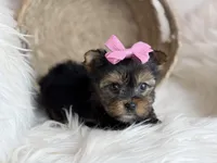 Mini (Teacup) , a female Yorkshire Terrier for sale in Hardin, TX – Photo 6 of 9