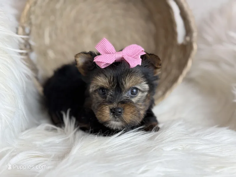 Minie (Teacup)  – Yorkshire Terrier puppy for sale in Hardin, TX
