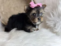 Mini (Teacup) , a female Yorkshire Terrier for sale in Hardin, TX – Photo 2 of 9