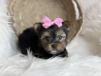Mini (Teacup) , a female Yorkshire Terrier for sale in Hardin, TX – Photo 8 of 9