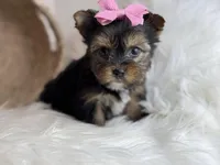 Mini (Teacup) , a female Yorkshire Terrier for sale in Hardin, TX – Photo 7 of 9