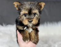 Minnie , a female Yorkshire Terrier for sale in Hardin, TX – Photo 5 of 9