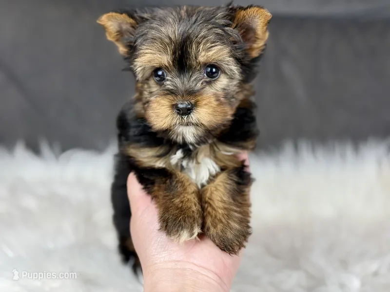 Minie (Teacup)  – Yorkshire Terrier puppy for sale in Hardin, TX