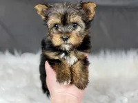 Minnie , a female Yorkshire Terrier for sale in Hardin, TX – Photo 2 of 9