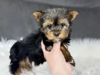 Minnie , a female Yorkshire Terrier for sale in Hardin, TX – Photo 4 of 9