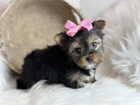 Mini (Teacup) , a female Yorkshire Terrier for sale in Hardin, TX – Photo 3 of 9