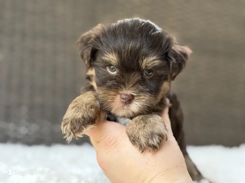 Maverick – Yorkshire Terrier puppy for sale in Hardin, TX