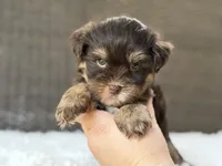 Maverick, a male Yorkshire Terrier for sale in Hardin, TX – 1 of 9