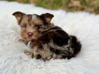 Cooper, a male Yorkshire Terrier for sale in Hardin, TX – 6 of 10
