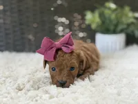 Rose, a female Poodle - Toy  for sale in Hardin, TX – 2 of 6