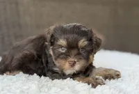 Maverick, a male Yorkshire Terrier for sale in Hardin, TX – 9 of 9