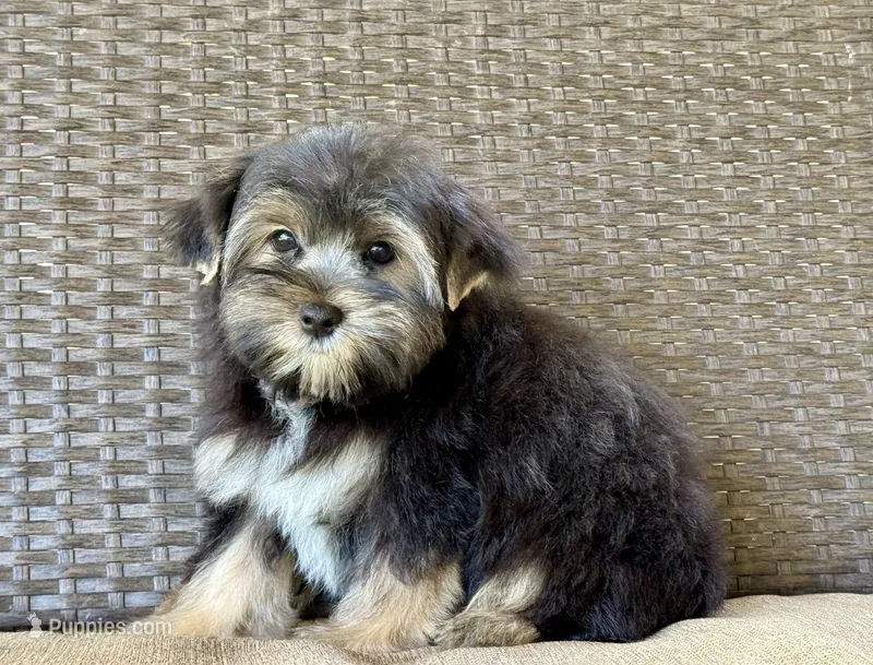 Theo  – Yorkshire Terrier puppy for sale in Hardin, TX