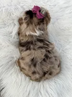 Callie , a female Yorkshire Terrier for sale in Hardin, TX – 2 of 10