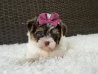 Gwen, a female Yorkshire Terrier for sale in Hardin, TX – 7 of 8