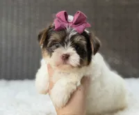 Gwen, a female Yorkshire Terrier for sale in Hardin, TX – 4 of 8