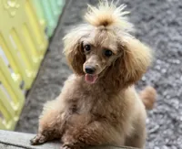 Marigold, a female Poodle - Toy  for sale in Hardin, TX – 8 of 8