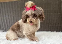 Prada, a female Poodle - Toy  for sale in Hardin, TX – 3 of 7