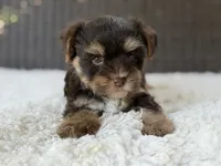 Toby , a male Yorkshire Terrier for sale in Hardin, TX – 4 of 8