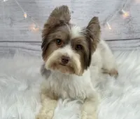 Jasmine (blue/green eyes), a female Yorkshire Terrier for sale in Hardin, TX – 10 of 10