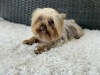 Hercules (teacup), a male Yorkshire Terrier for sale in Hardin, TX – 5 of 6
