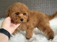 Red Romeo, a male Cavapoo and Poodle - Toy  for sale in Hardin, TX – 6 of 7