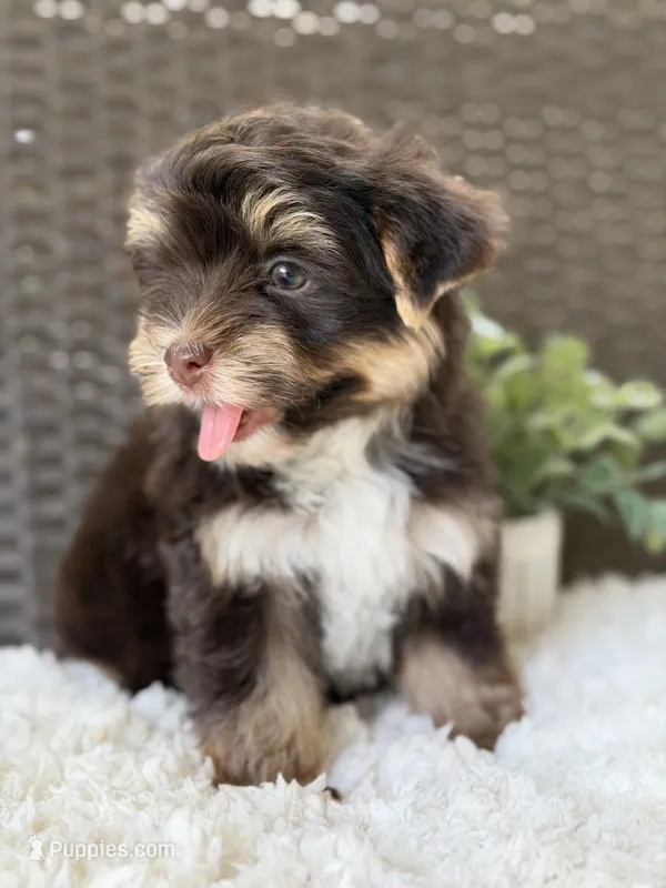 Toby  – Yorkshire Terrier puppy for sale in Hardin, TX