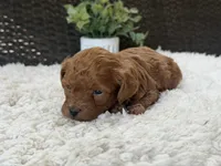 Rose, a female Poodle - Toy  for sale in Hardin, TX – 4 of 6