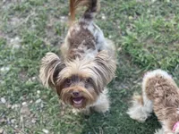 Stella , a female Yorkshire Terrier for sale in Hardin, TX – 2 of 8