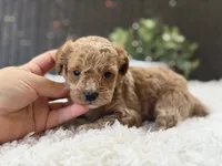 Harley , a male Poodle - Toy  for sale in Hardin, TX – 4 of 7