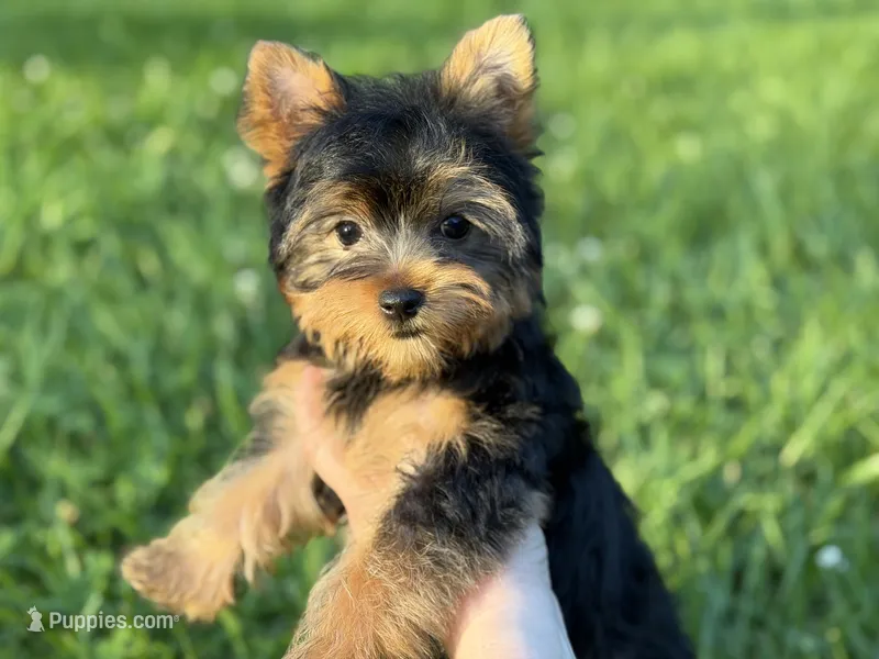 Trinity – Yorkshire Terrier puppy for sale in Hardin, TX